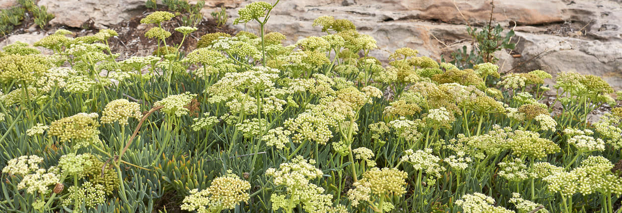 Rock Samphire